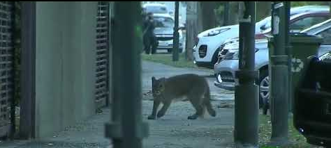 شاهدوا: أسد الجبال يتجول وسط العاصمة "التشيلية" خلال منع التجول