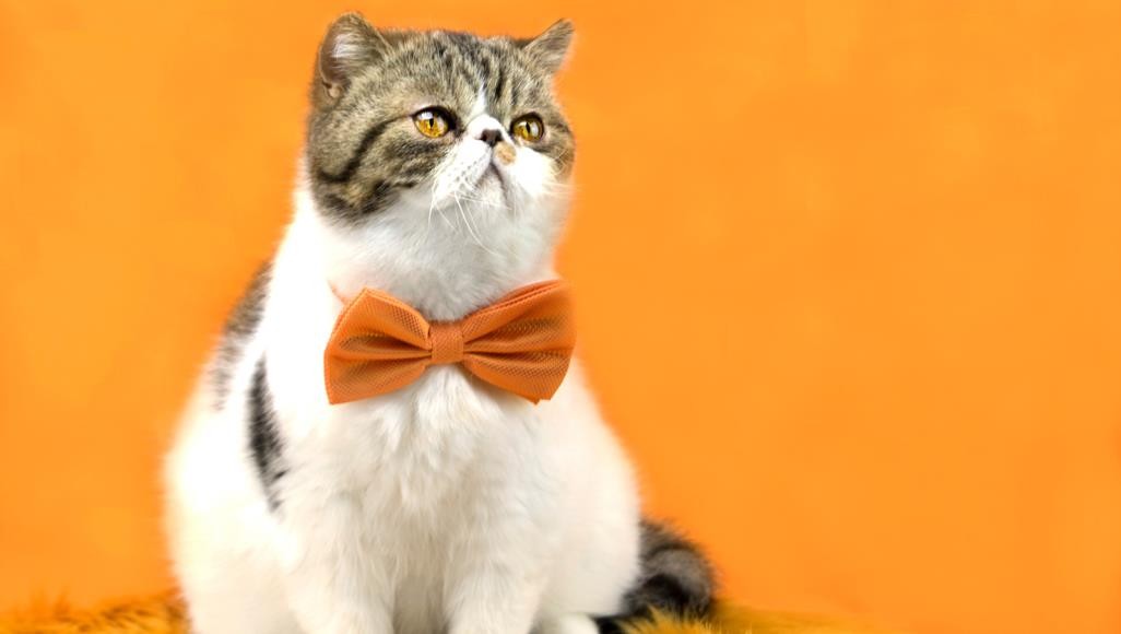 صورة: إدخال إسرائيلي "المستشفى" متأثرا باعتداء "قطّه" المدلل