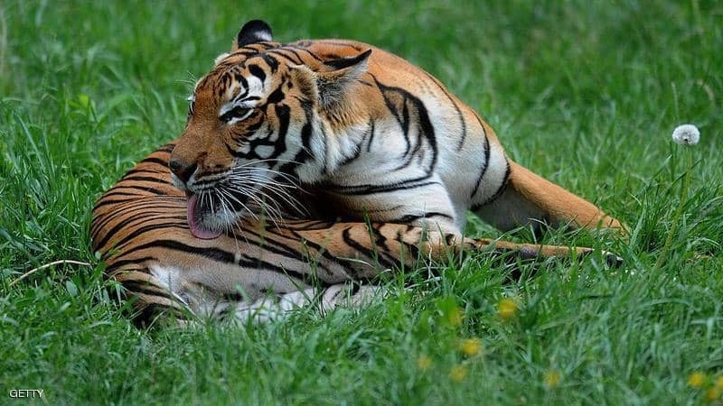 انتقل "بطريقة مخفية" أول "حيوان" يصاب "بفيروس كورونا"