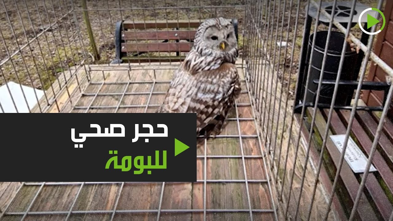 شاهد بالفيديو: بومة تحت الحجر الصحي