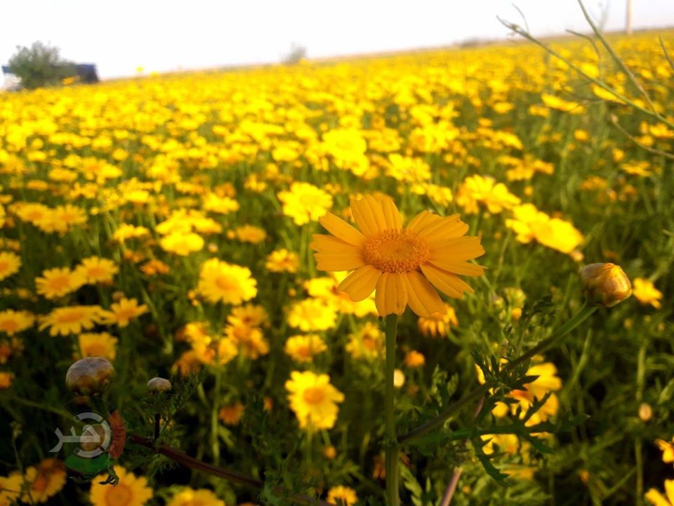 شاهد: بعيداً عن كورونا.. عدسة "خبر" تُسلط الضوء على جمال الطبيعة في حقول شرق خانيونس