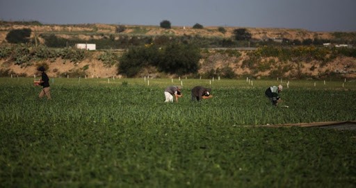 سلطة الأراضي تُحذّر مستأجري أراضٍ حكومية في شمال قطاع غزّة من بيعها