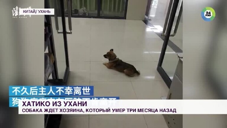 بالفيديو: فيروس "كورونا" يكشف وفاء "كلب" لصاحبه إلى الأبد