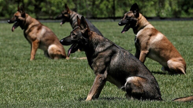 شاهدوا: الكلاب قد "تحدث ثورة" في اختبار فيروس كورونا