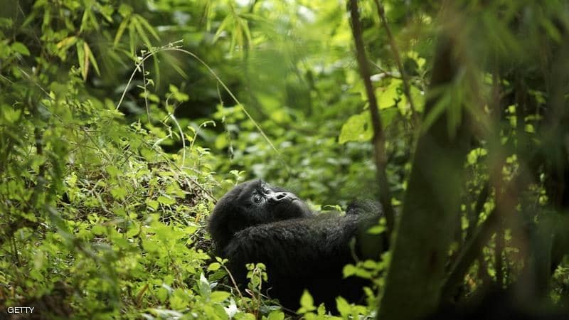 قتلوا "رفيقي".. 4 صيادين في قبضة "الشرطة" بعد مأساة الغوريلا