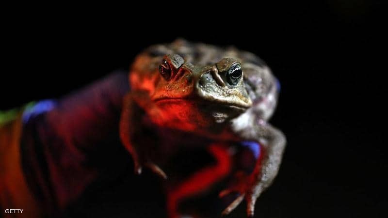 مفاجأة: غير سارة للأميركيين انتشار "الضفادع القاتلة" في  فلوريدا