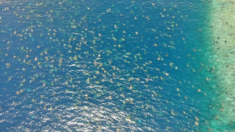 بالفيديو: حادث نادر.. "أكبر سرب في العالم" من السلاحف البحرية المهاجرة