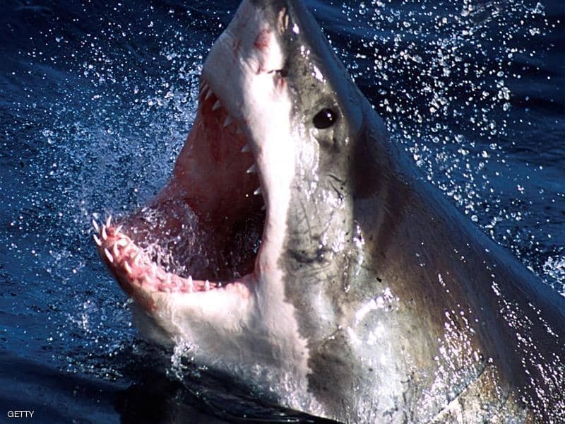 شاهدوا: مقتل ثالث "استرالي" بهجوم سمكة "قرش" هذا العام