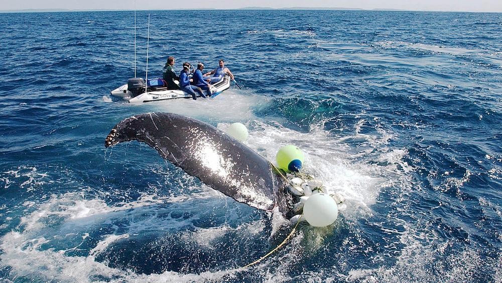بالفيديو: إنقاذ حوت علق في شبكة صيد الأسماك