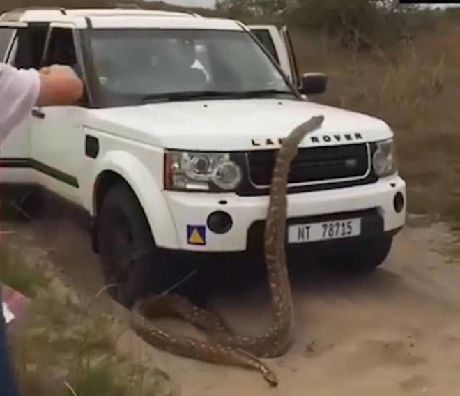 بالفيديو: بعد معركة مع ثعبان قاتل.. "أسترالي" يفلت من مخالفة السرعة