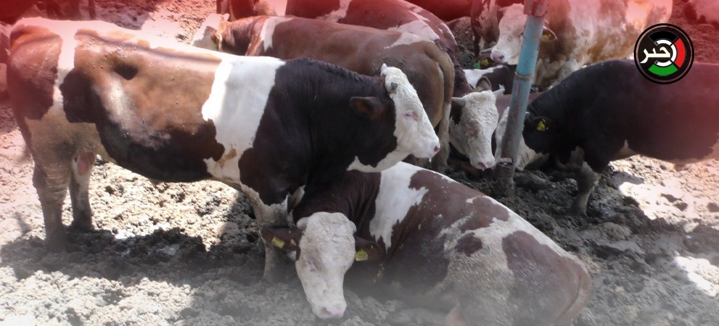 بالفيديو: في ظل كورونا وفرض الضرائب..  موسم الأضاحي بغزة يشتكي قلة المشترين