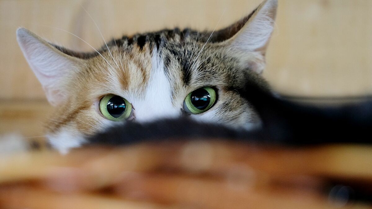 شاهدوا: رجل يشوي "قطة" في الشارع أمام المارة