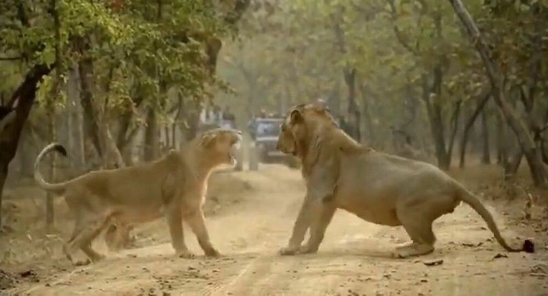 شاهدوا: فيديو يشعل الإنترنت "أسد يتلقى صفعة من لبؤة" في شجار عائلي