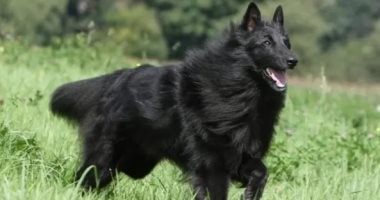 شاهدوا: الجيش النمساوي يدرب "الكلاب" على رصد فيروس كورونا