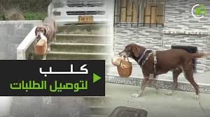 شاهدوا: كلب "عامل" توصيل