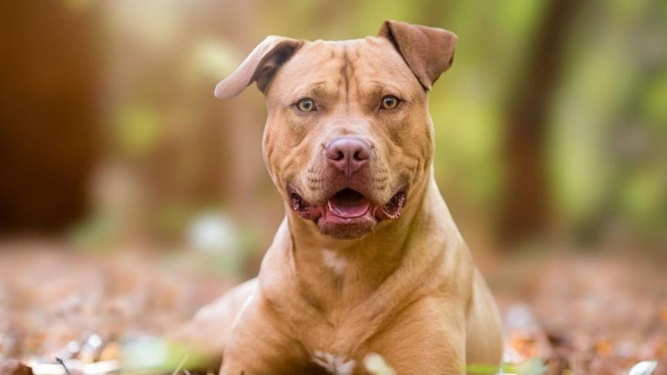 شاهدوا: كلب يكشف شحنة "مخدرات" بملياري يورو