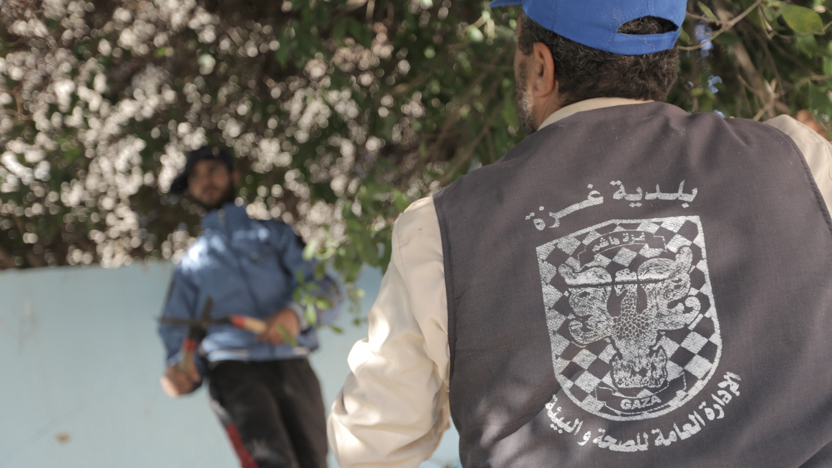 بالصور: بلدية غزة تقلّم الأشجار في الحدائق والشوارع