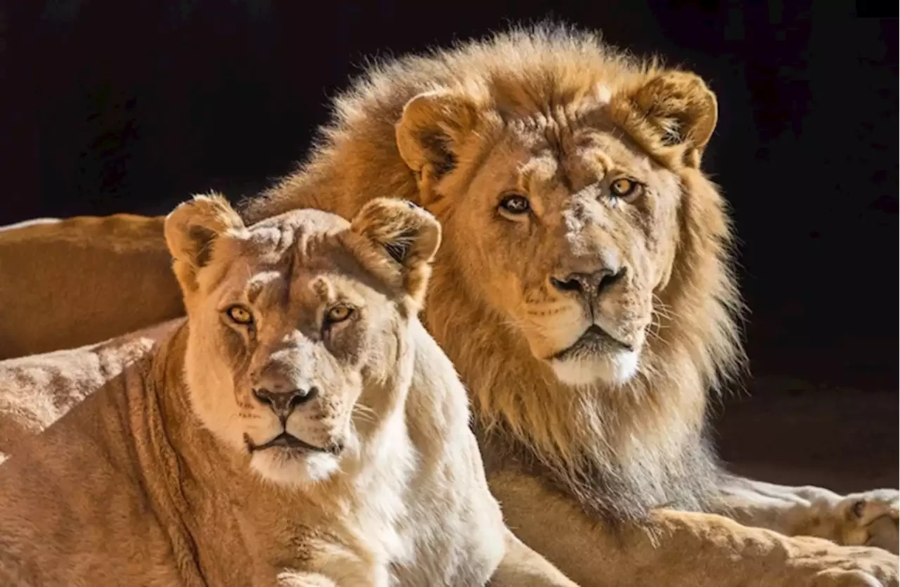 شاهدوا: أسد ولبوة عاشا قصة حب دامت 6 سنوات ورحلا في يوم واحد