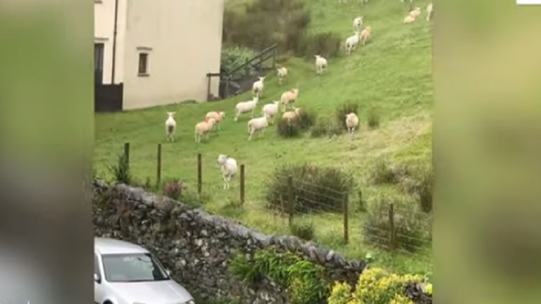 بالفيديو: أغنام تقف جامدة في مكانها لـ"ساعات" بلا حراك في بريطانيا