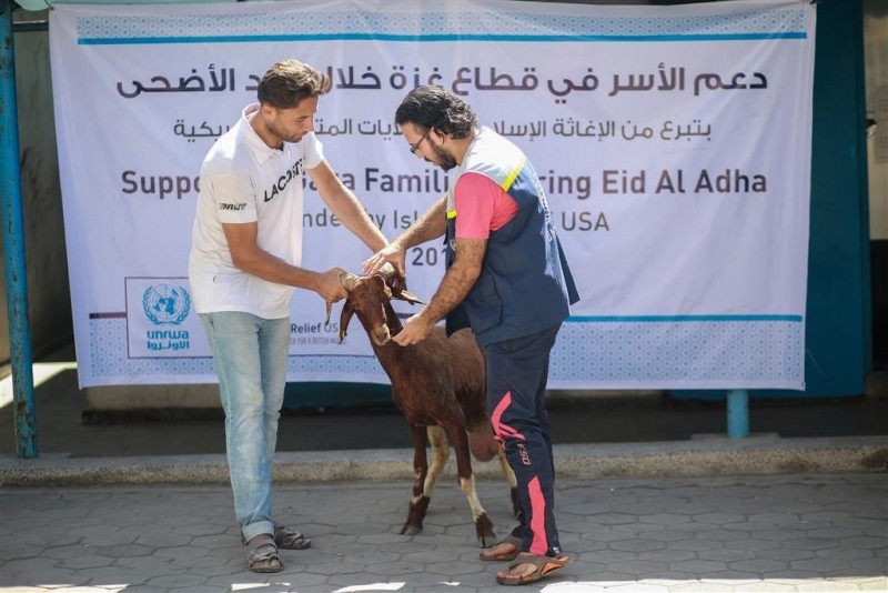 "أونروا" تبدأ بتوزيع لحوم الأضاحي على 4400 عائلة بغزة