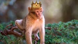 بالفيديو: لماذا لا تتحول "القردة" اليوم إلى بشر؟