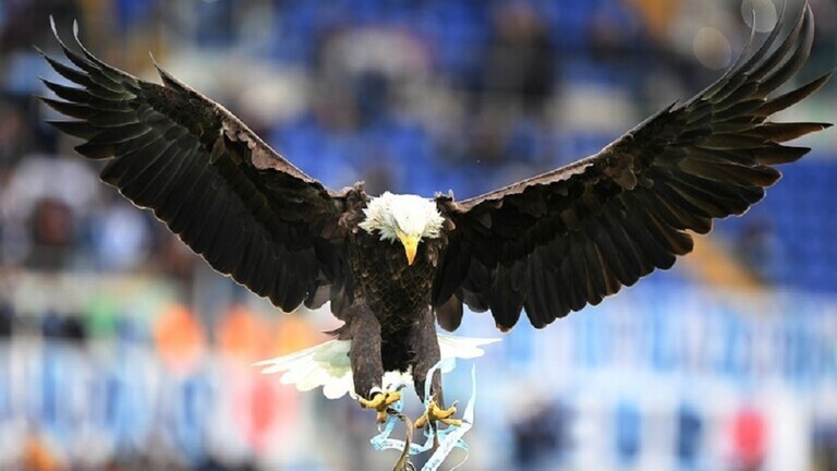 نسر يسقط "طائرة" مسيرة حكومية في ميتشيغان