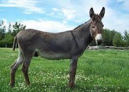 شاهدوا: لأول مرة في "العالم" استنساخ حصان مهدد بـ"الانقراض" من مادة وراثية عمرها 40 عاما