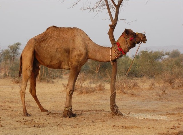 بالفيديو: إنقاذ جمل علق في مجار لصرف مياه الأمطار