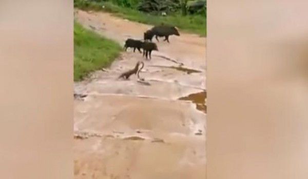 شاهدوا: خنازير برية وغربان تتدخل في معركة نشبت بين كوبرا ونمس!