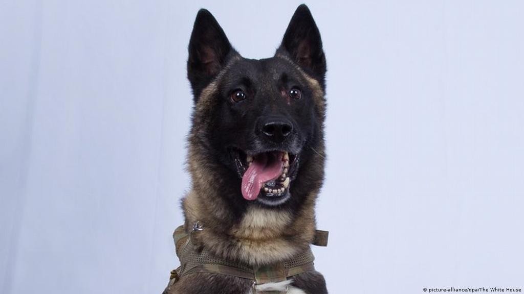 بالفيديو: كلبة تتبنى شبلي أسد