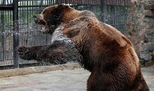 شاهدوا: دب يوقظ رجلا من "قيلولته" في مشهد طريف