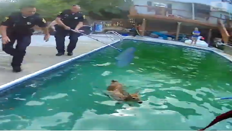 بالفيديو: إنقاذ غزالين علقا في حمام سباحة في الولايات المتحدة