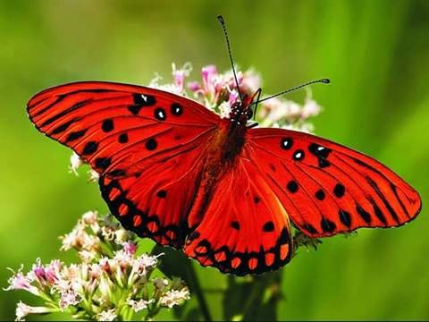 شاهدوا: اكتشاف فراشة بحجم طائر في منطقة تشيرنوبل