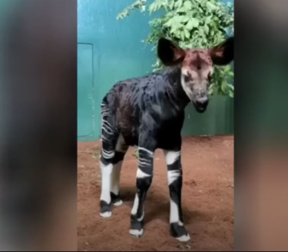 الفيديو: ولادة حيوان غريب "أكاب" في حديقة حيوان لندن