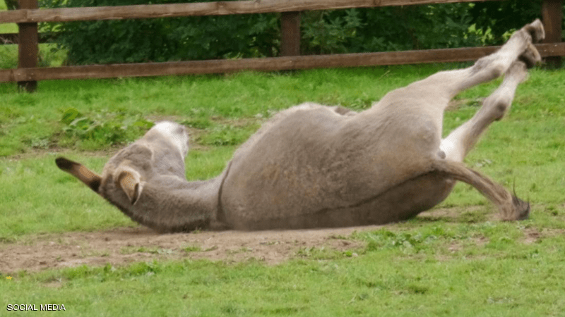 سخرية بعد حجز "حمار" في قرية "مغربية" والأمن يبحث القضية