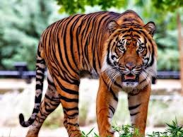 شاهد: مصور روسي يفوز بجائزة عالمية عن لقطة لنمر نادر