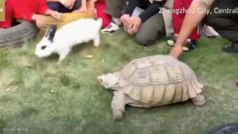 شاهدوا:  سباق بين "سلحفاة وأرنب " يؤكد "القصة الأسطورة"