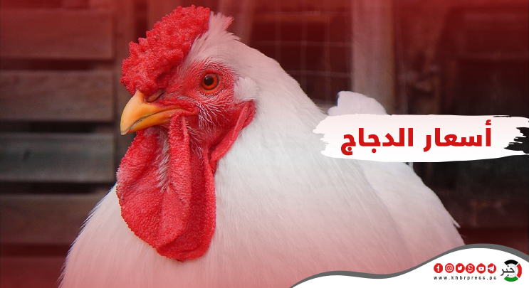 طالع السعر