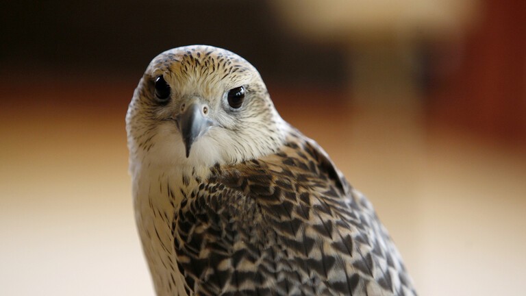 السعودية: بيع "فرخ شاهين" بسعر قياسي في مزاد الصقور