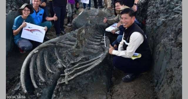 العثور على هيكل عظمي لحوت عملاق في تايلند