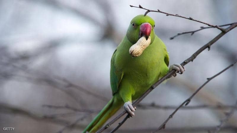 نيران مستعرة بالليل"ببغاء" ينقذ صاحبه من موت محقق