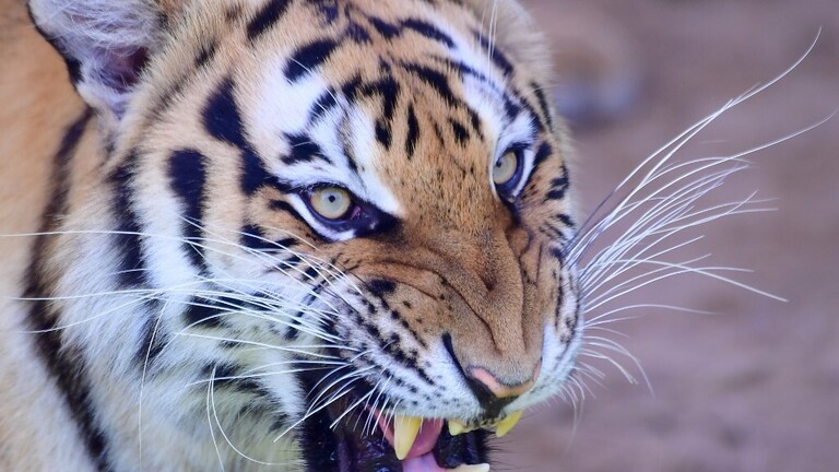 الهند: أسر نمر قتل 8 أشخاص