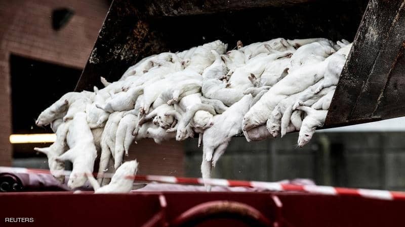 بسبب "كورونا" أول دولة بالعالم "تعدم" نوع حيوانات بالكامل