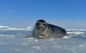 بالفيديو: آلاف حيوانات "الفقم" تخرج على ثلج بحيرة البايكال