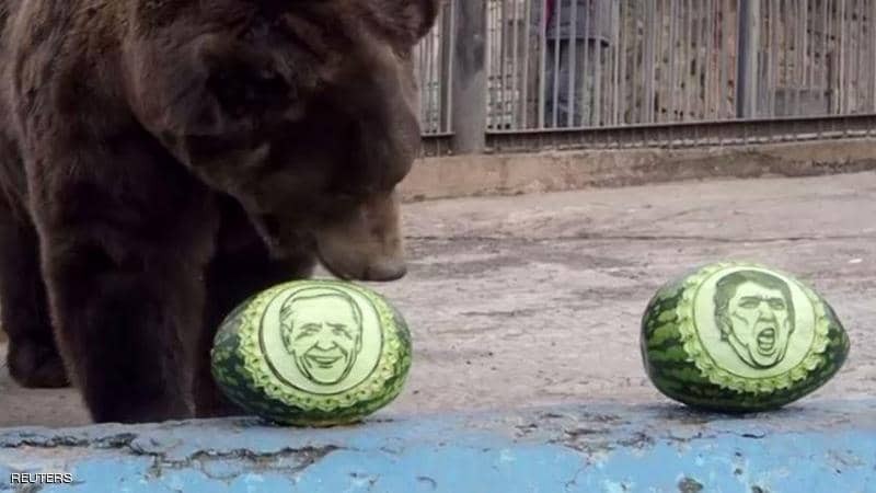 بالفيديو: دب ونمر يتوقعان الفائز بانتخابات أميركا على طريقتهما