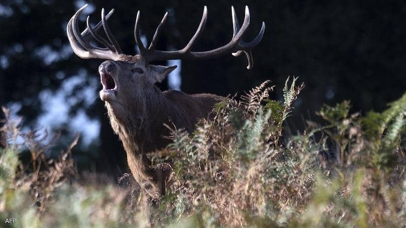 حيوان "يسرق" بندقية من صياد ويهرب بها إلى الغابة