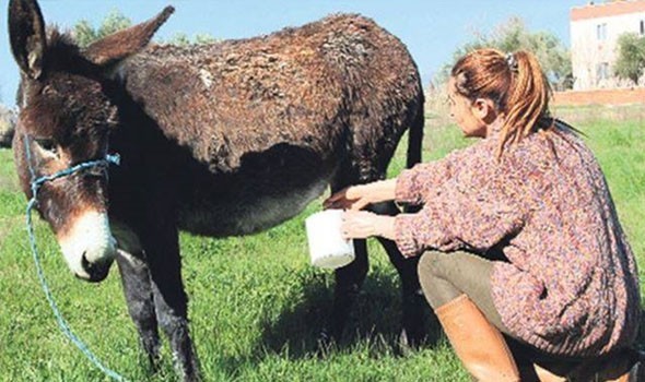 شاهدوا: إقبال كبير في "ألبانيا" على حليب الحمير لتقوية المناعة ضد كورونا