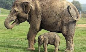 بالفيديو: أوقات ممتعة لصغار الفيلة