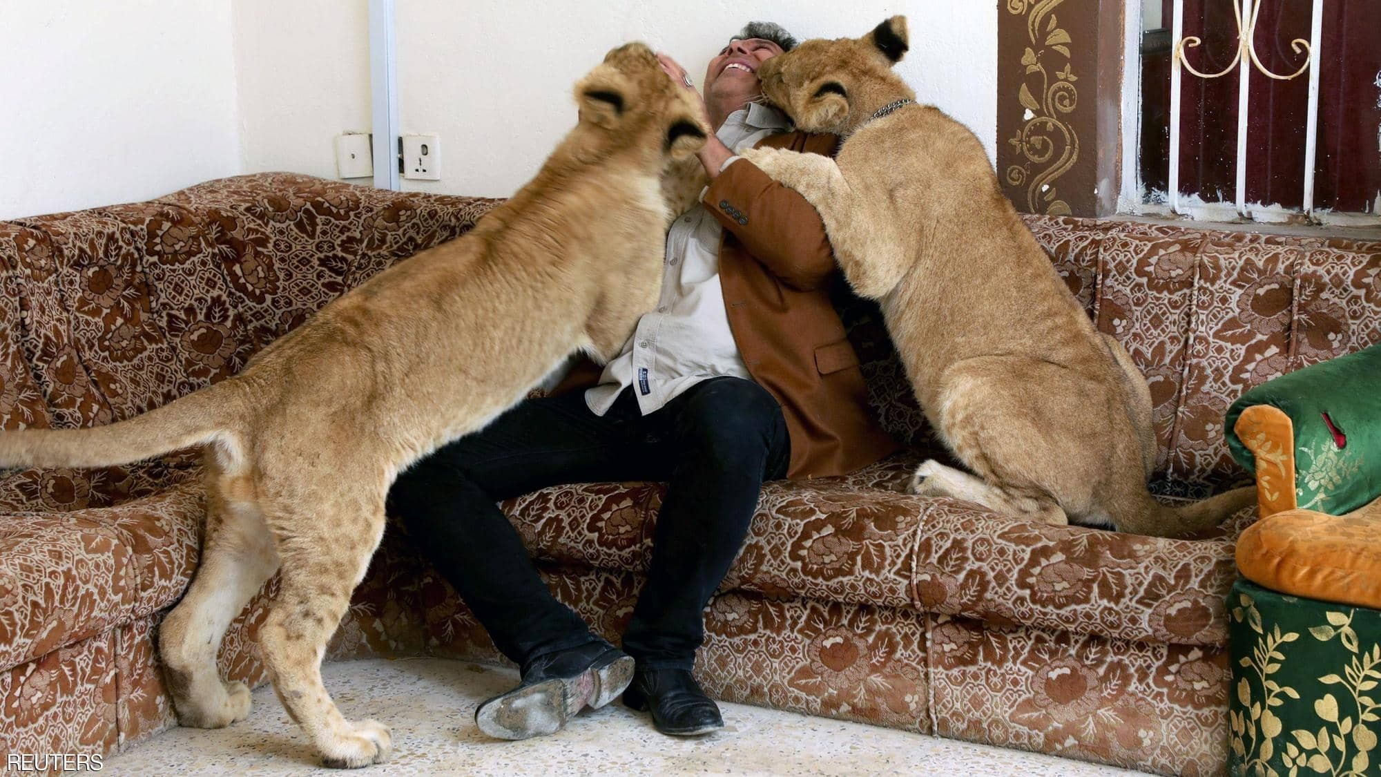 شاهدوا: أسود في بيت "عراقي" ومربيها: مثل الخراف والدجاج