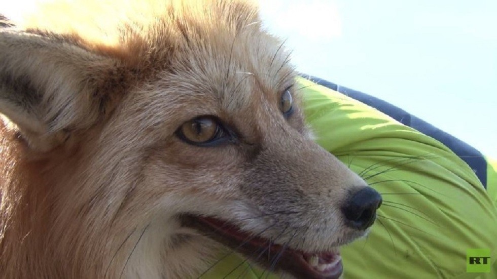 شاهدوا: جامعة تركية تعيد القدرة على المشي لثعلب مشلول